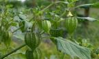 Loại quả là “hàng hiếm” trên thế giới, ở Việt Nam trồng bạt ngàn
