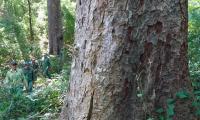 Canh giữ hơn 1.000 cây lim xanh