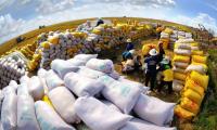 Việt Nam bán gần 1 triệu tấn gạo, Thổ Nhĩ Kỳ chi tiền gấp 186 lần mua gạo Việt