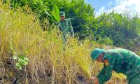 [ẢNH] Quảng Nam: Chiến sĩ biên phòng giúp đồng bào thu hoạch lúa